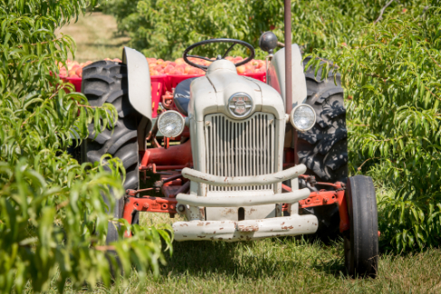 Old tractor in the middle of green rows of peach trees towing a loaded wagon of Bennett Peaches. 